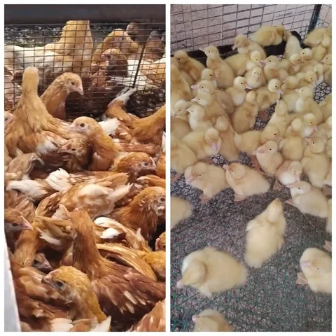 Продажа уток и кур - Птицы в Энгельс