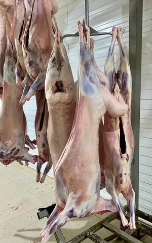 Мясо молодой баранины - Продукты в Энгельс