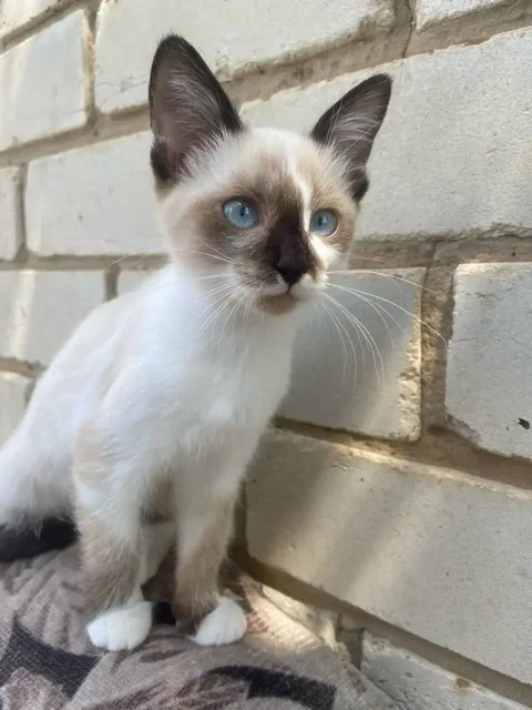 Котята в добрые руки (Тайский окрас и черно-белый) - Корма для животных в Энгельс