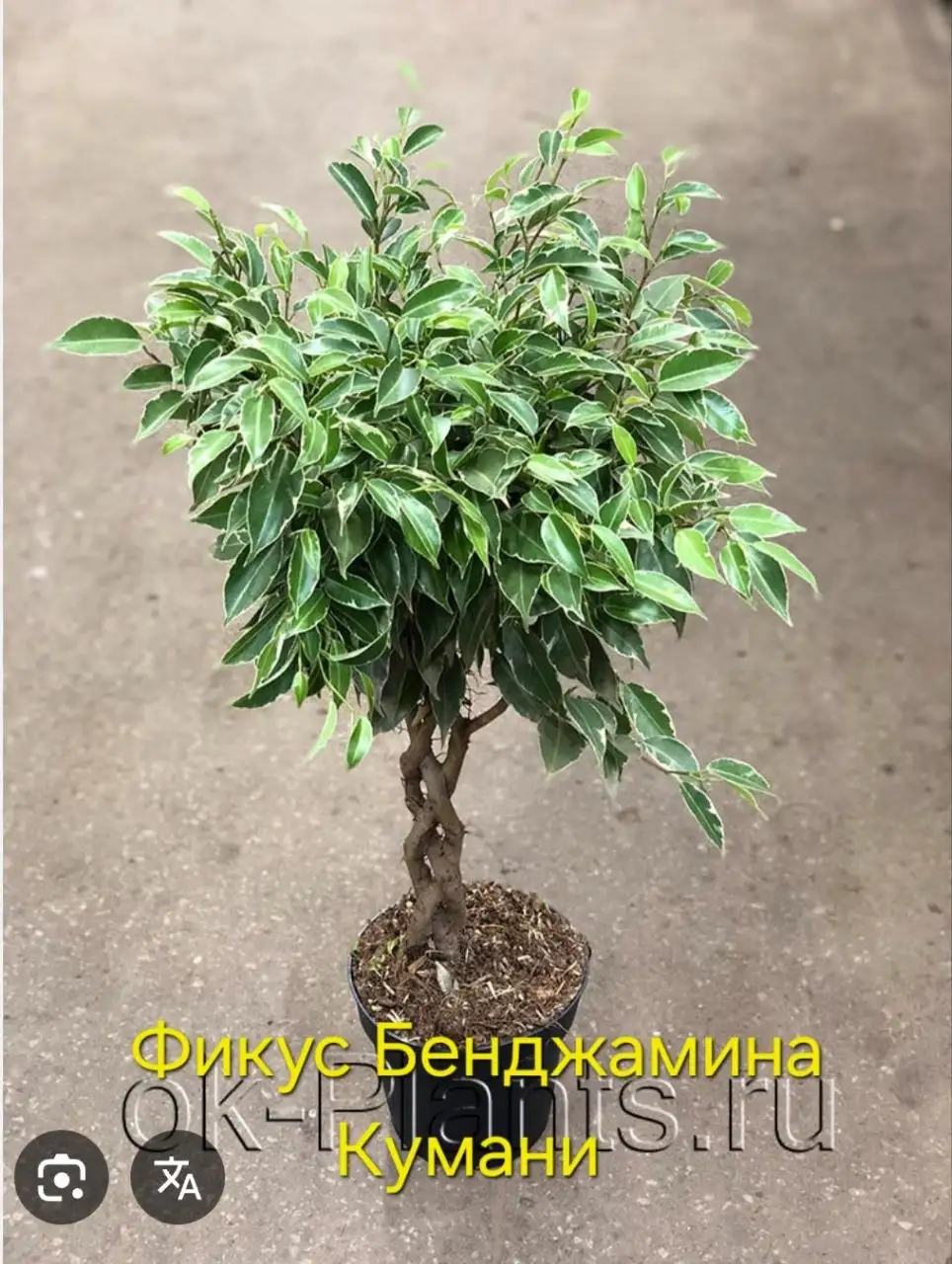 Укорененный отросток - Растения в Энгельс