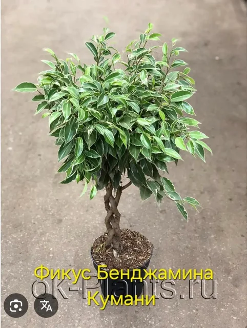 Укорененный отросток - частное объявление в Энгельс