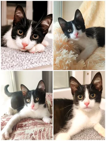 Котенок Марсик ищет добрые руки в Энгельсе - Животные в Энгельс
