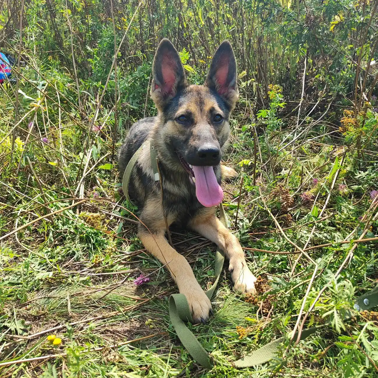 Красотка Зара ищет дом - Животные в Энгельс-Саратов