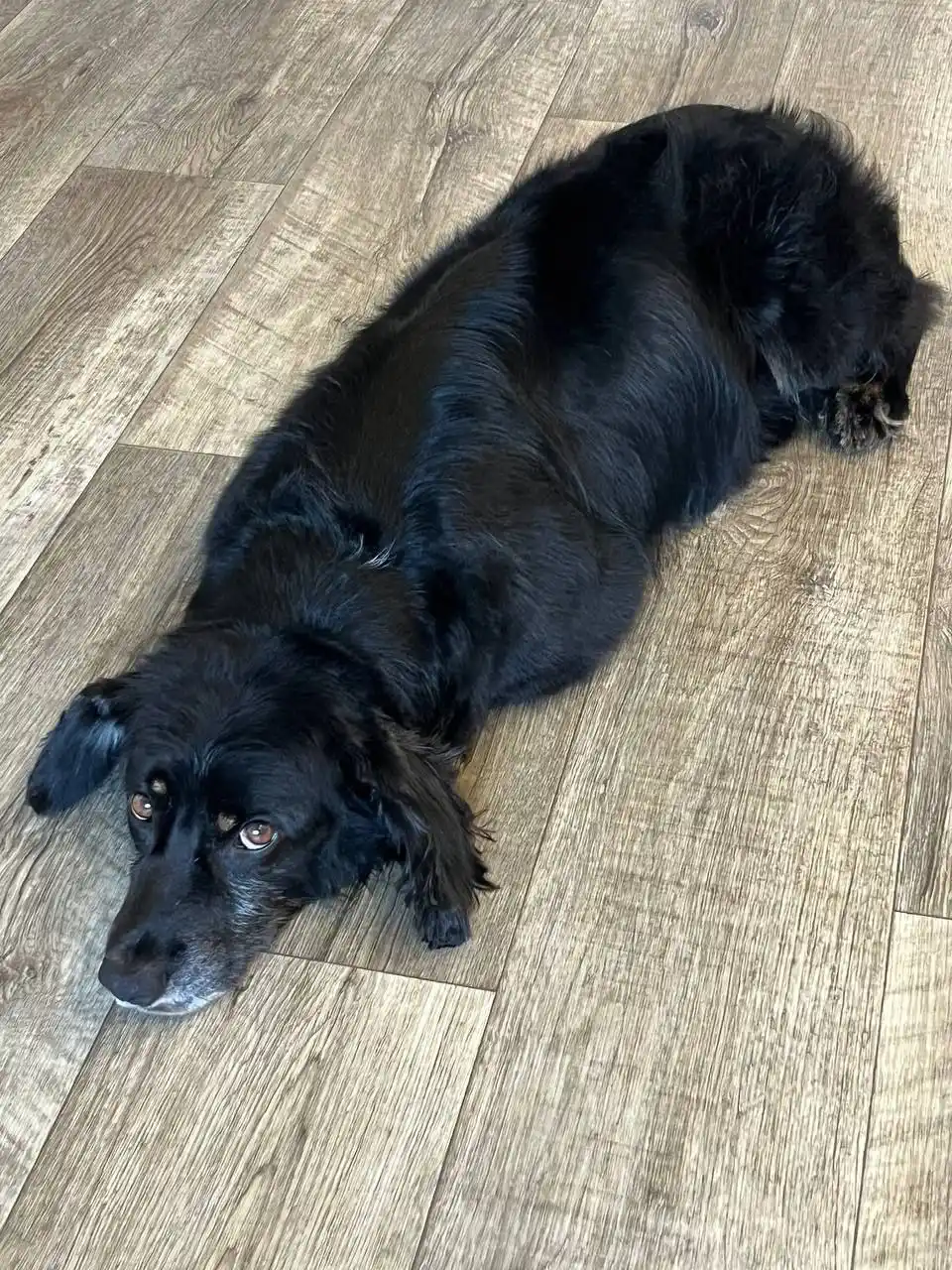 Спаниель ищет семью - Животные в Саратов