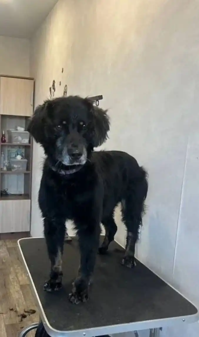 Спаниель ищет семью