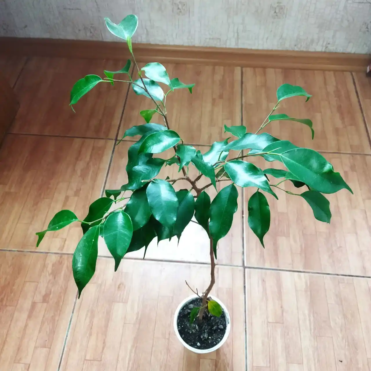 Фикус Бенджамина