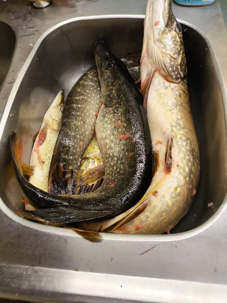 Щука свежая с икрой и филе