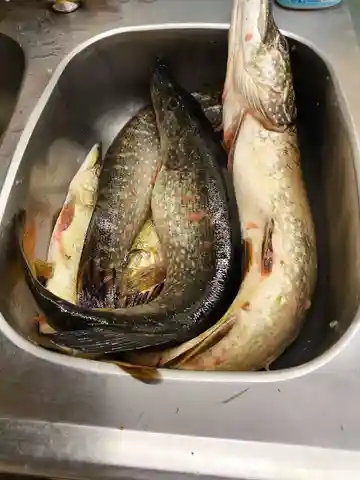 Щука свежая с икрой и филе - частное объявление в Энгельс-Саратов