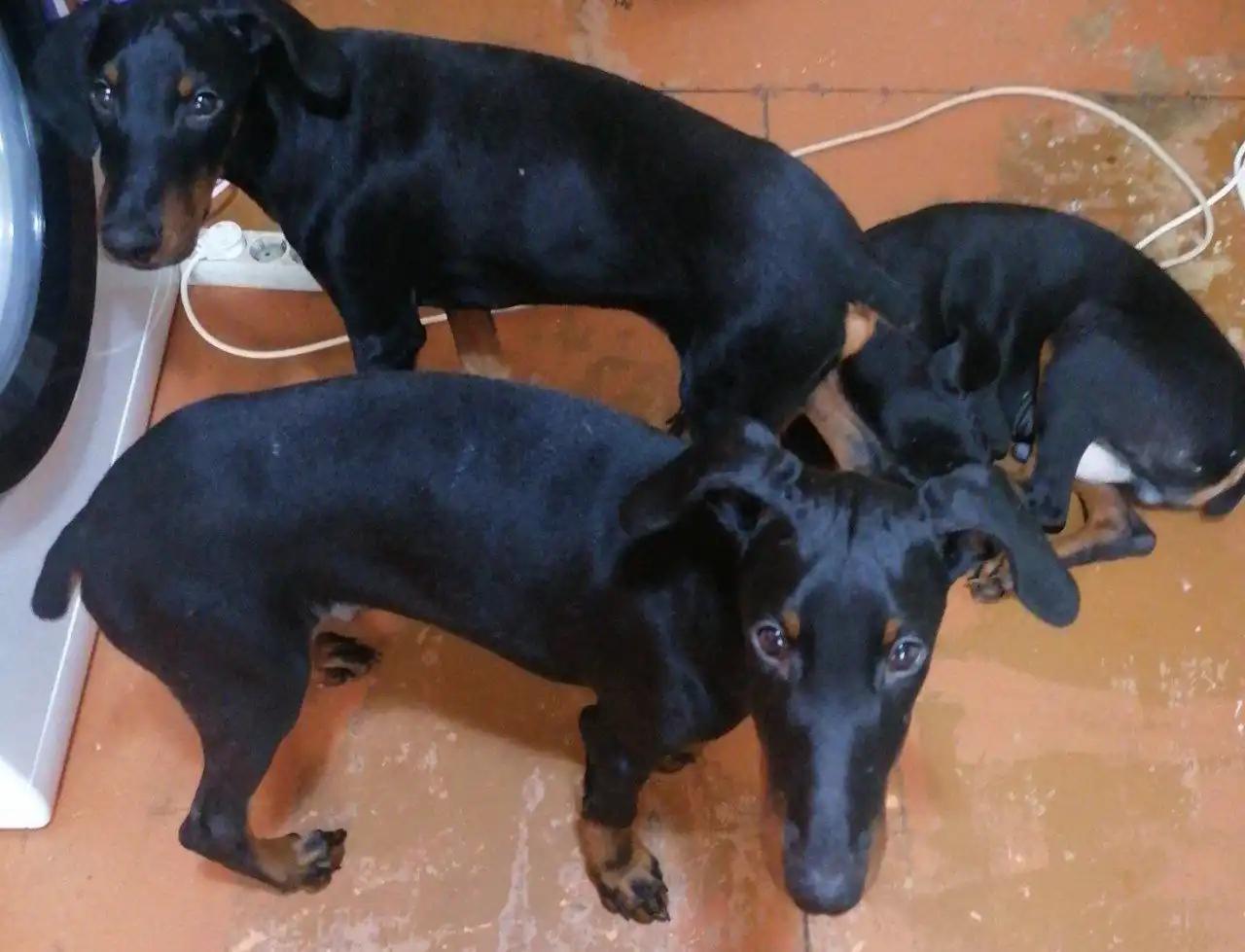 Продажа щенков добермана