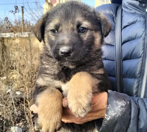 Щенки в Саратове - Животные в Саратов
