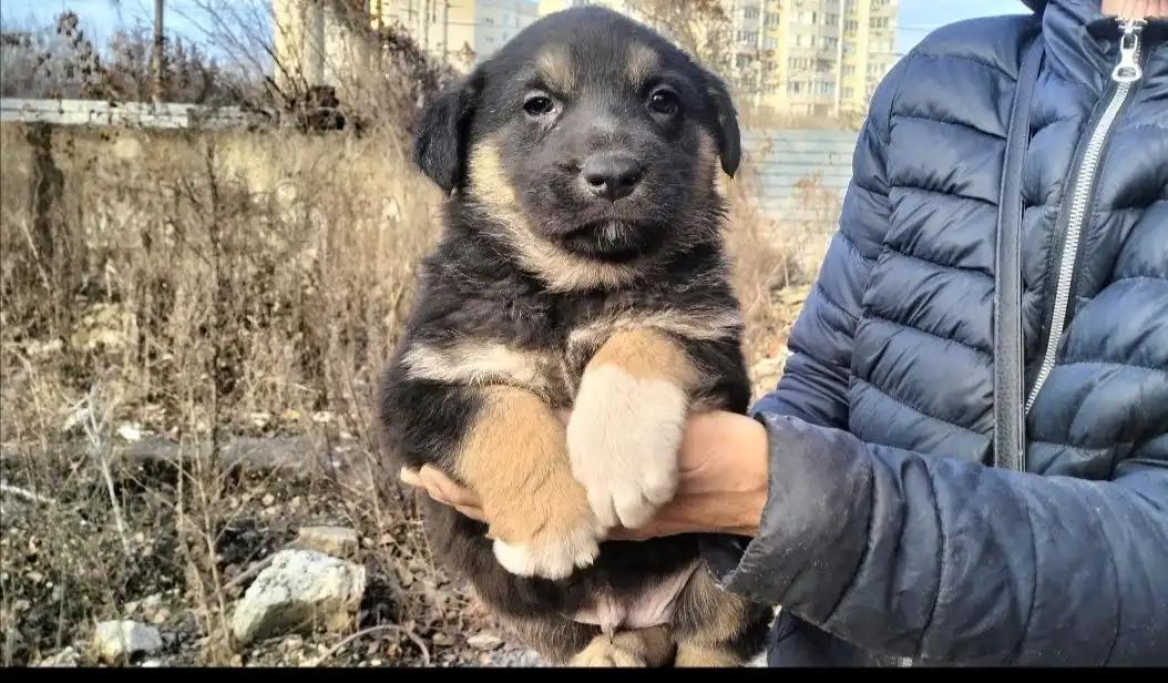 Щенки в Саратове