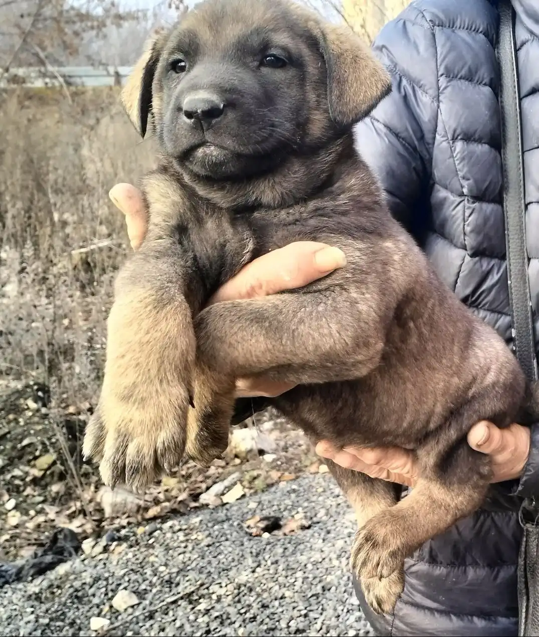 Щенки в Саратове