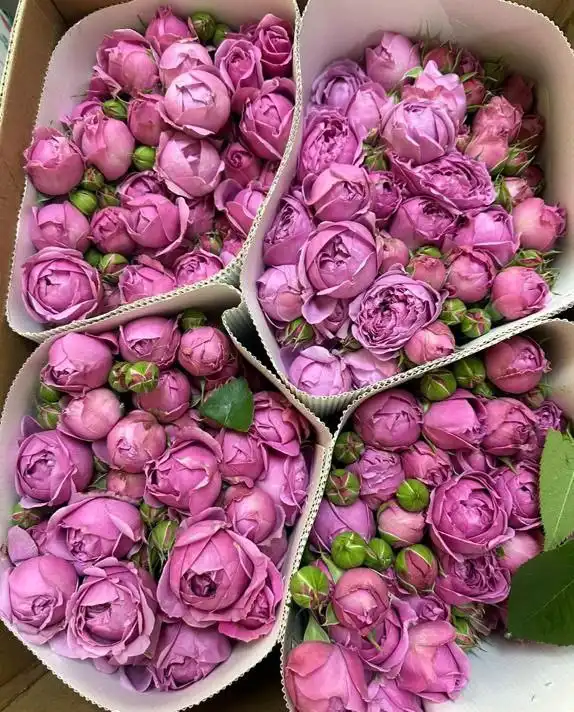 Цветы оптом в Саратовской области