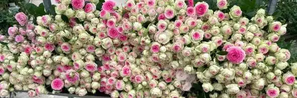 Цветы оптом в Саратовской области