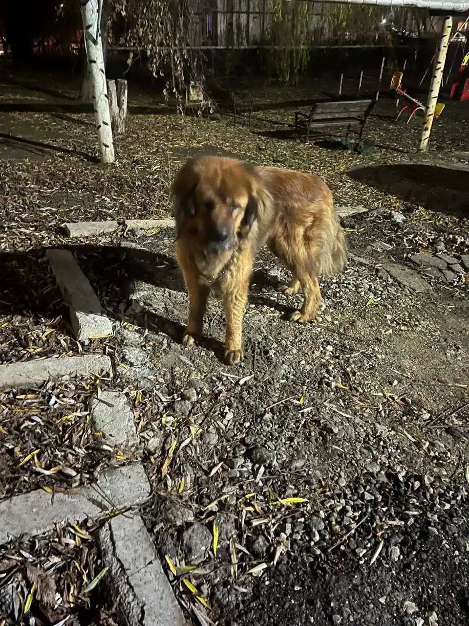 Найден пес после атаки БПЛА