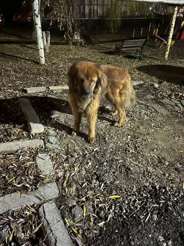 Найден пес после атаки БПЛА - Животные в Энгельс