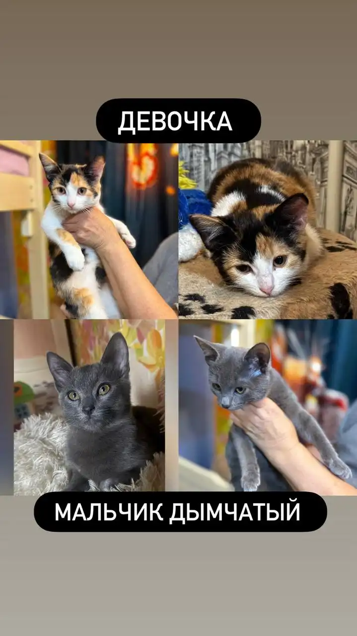 Котята в добрые руки