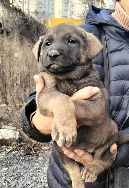 Ищу дом для щенков - Животные в Саратов