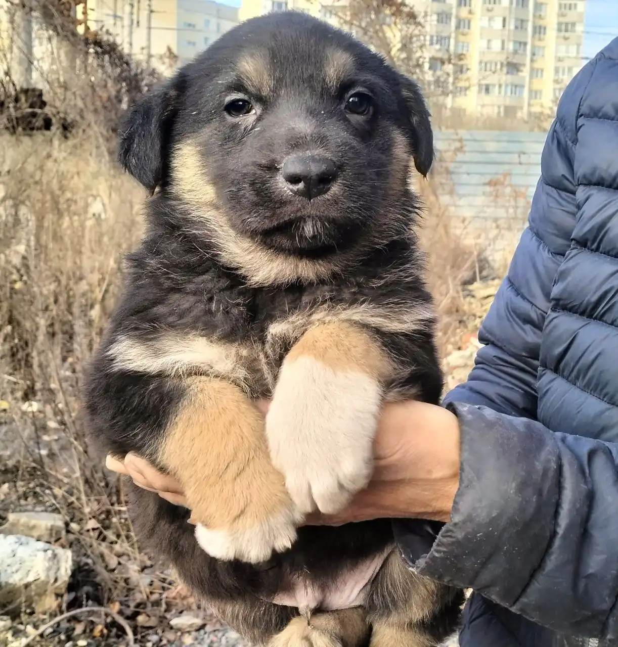 Ищу дом для щенков