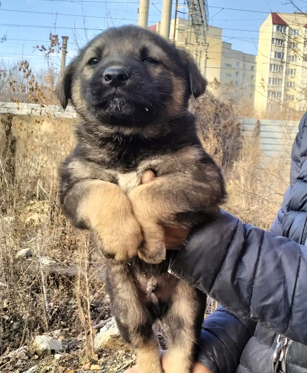 Ищу дом для щенков