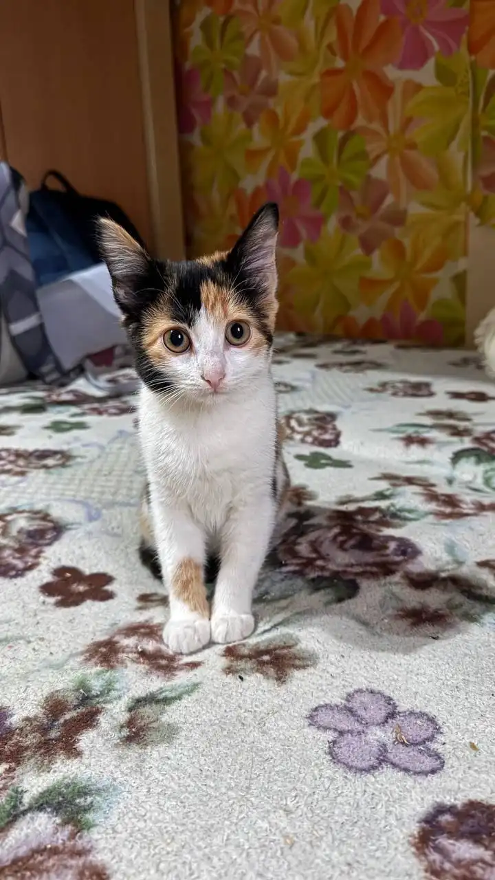 Котёнок в добрые руки - Животные в Энгельс