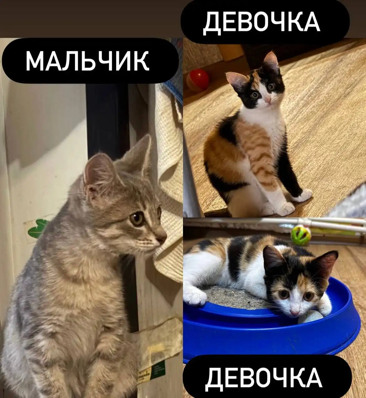Котята в добрые руки