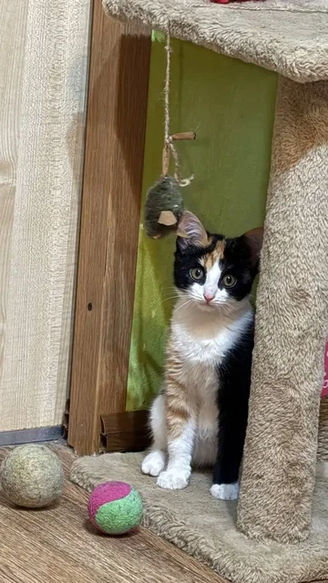 Котёнок в добрые руки - Животные в Энгельс