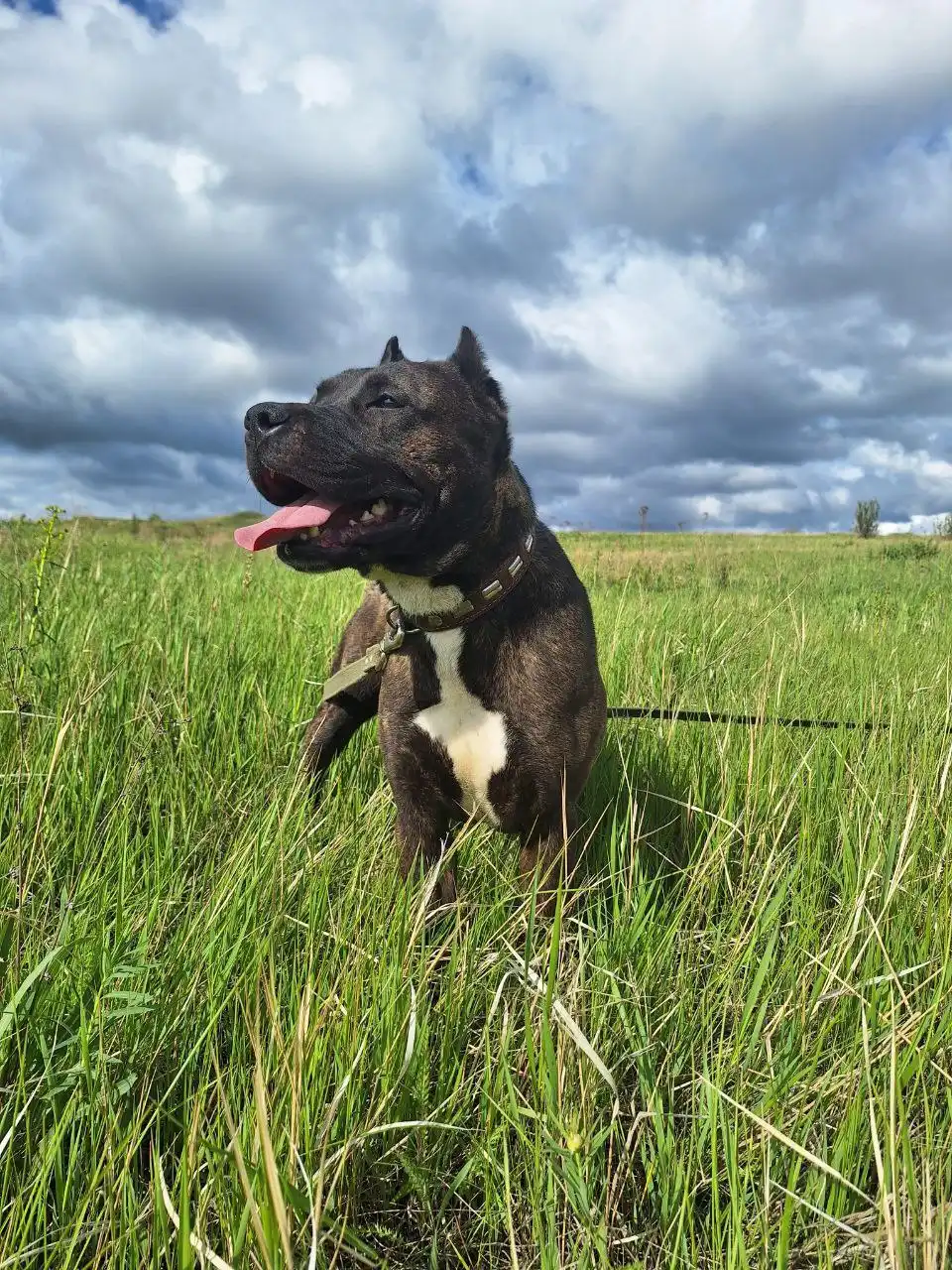 Пристройство девочки американского стаффордширского терьера