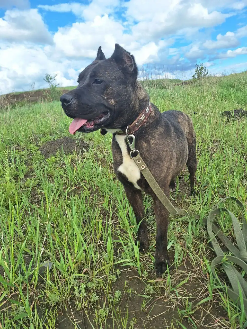 Пристройство девочки американского стаффордширского терьера