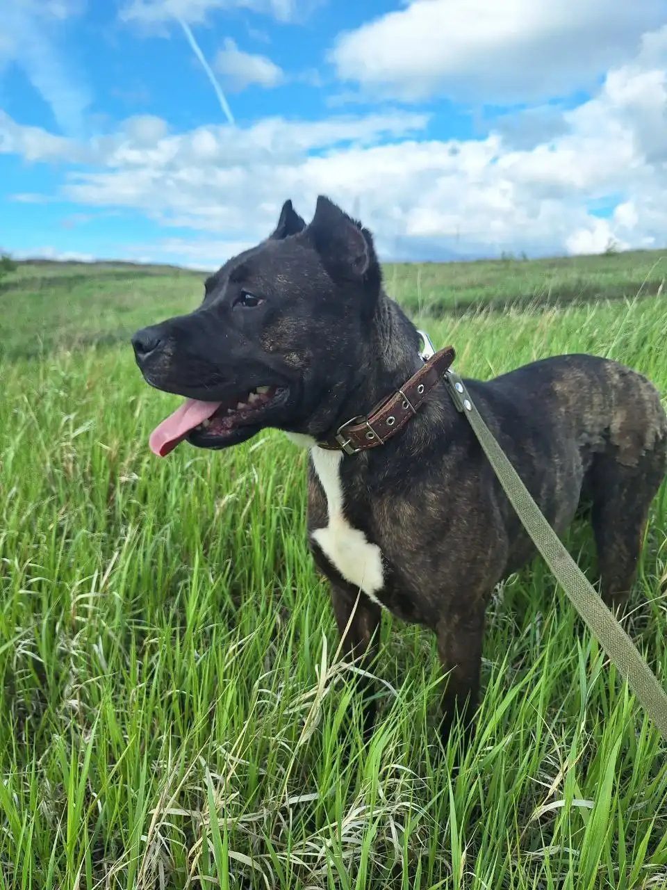 Пристройство девочки американского стаффордширского терьера