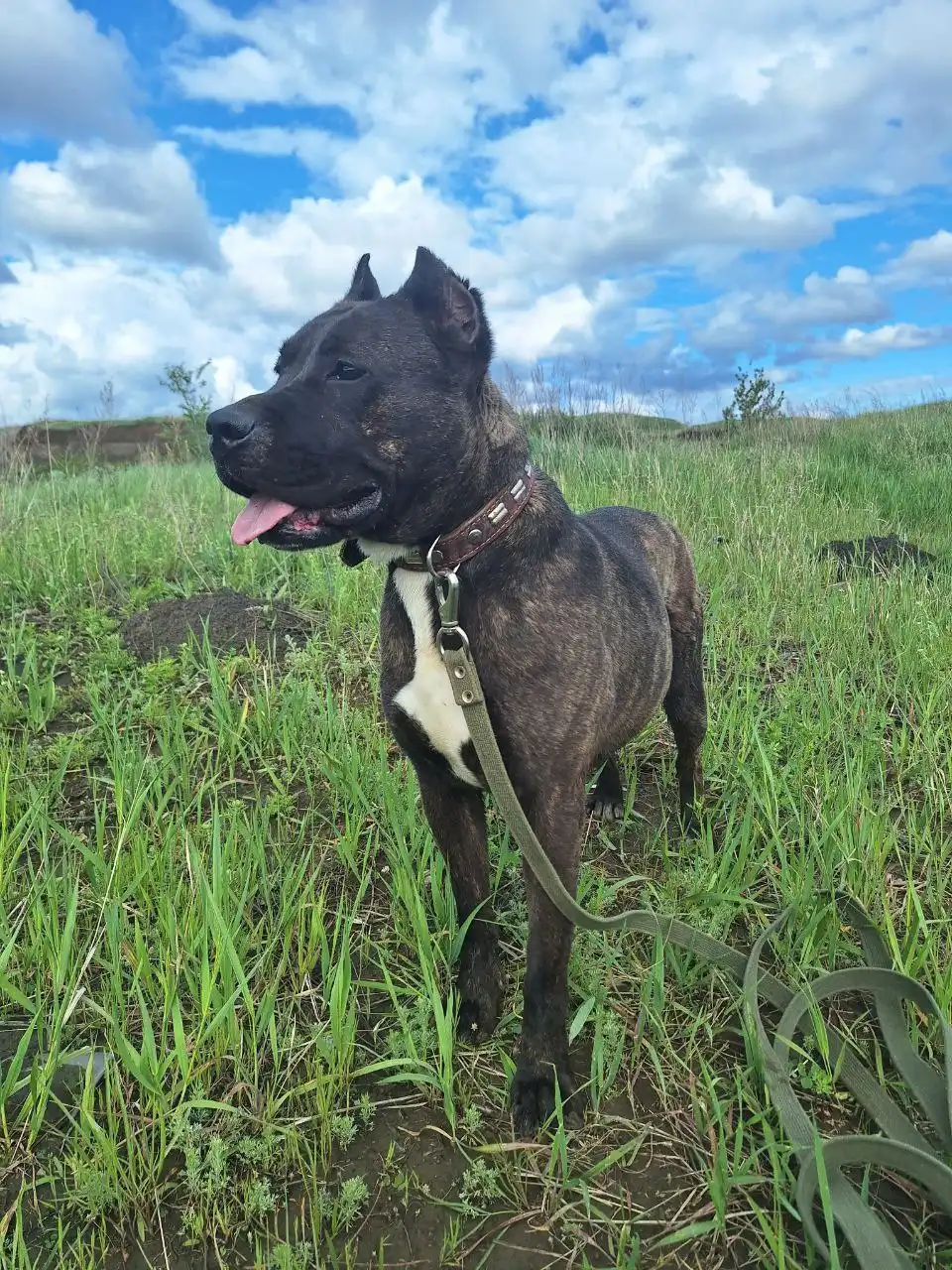 Пристройство девочки американского стаффордширского терьера