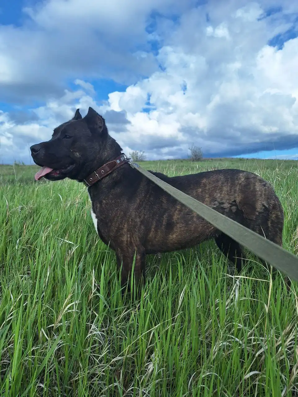 Пристройство девочки американского стаффордширского терьера