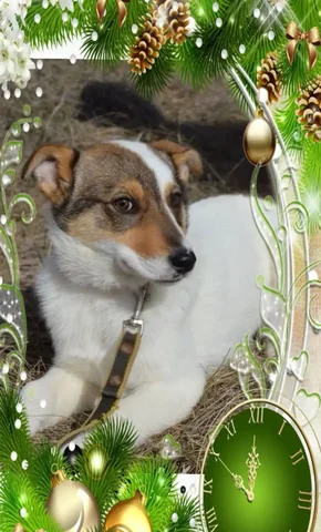 Ищет дом щенок Ласка 7 месяцев - Животные в Саратов