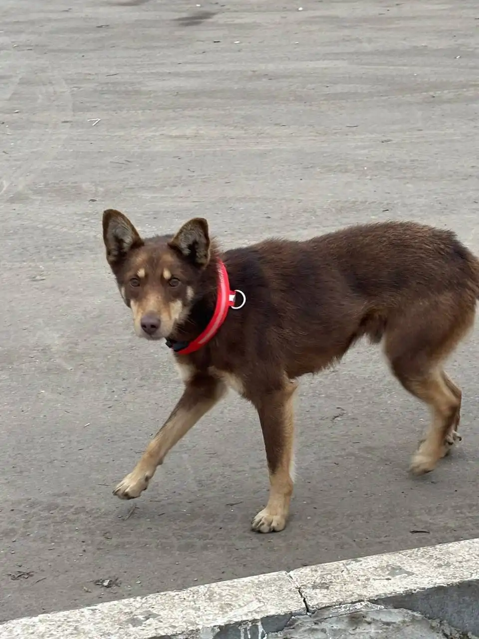 Найден пёсик в районе Мелиорация