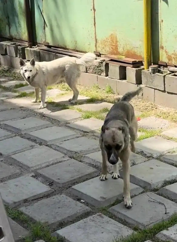 Пропали собаки