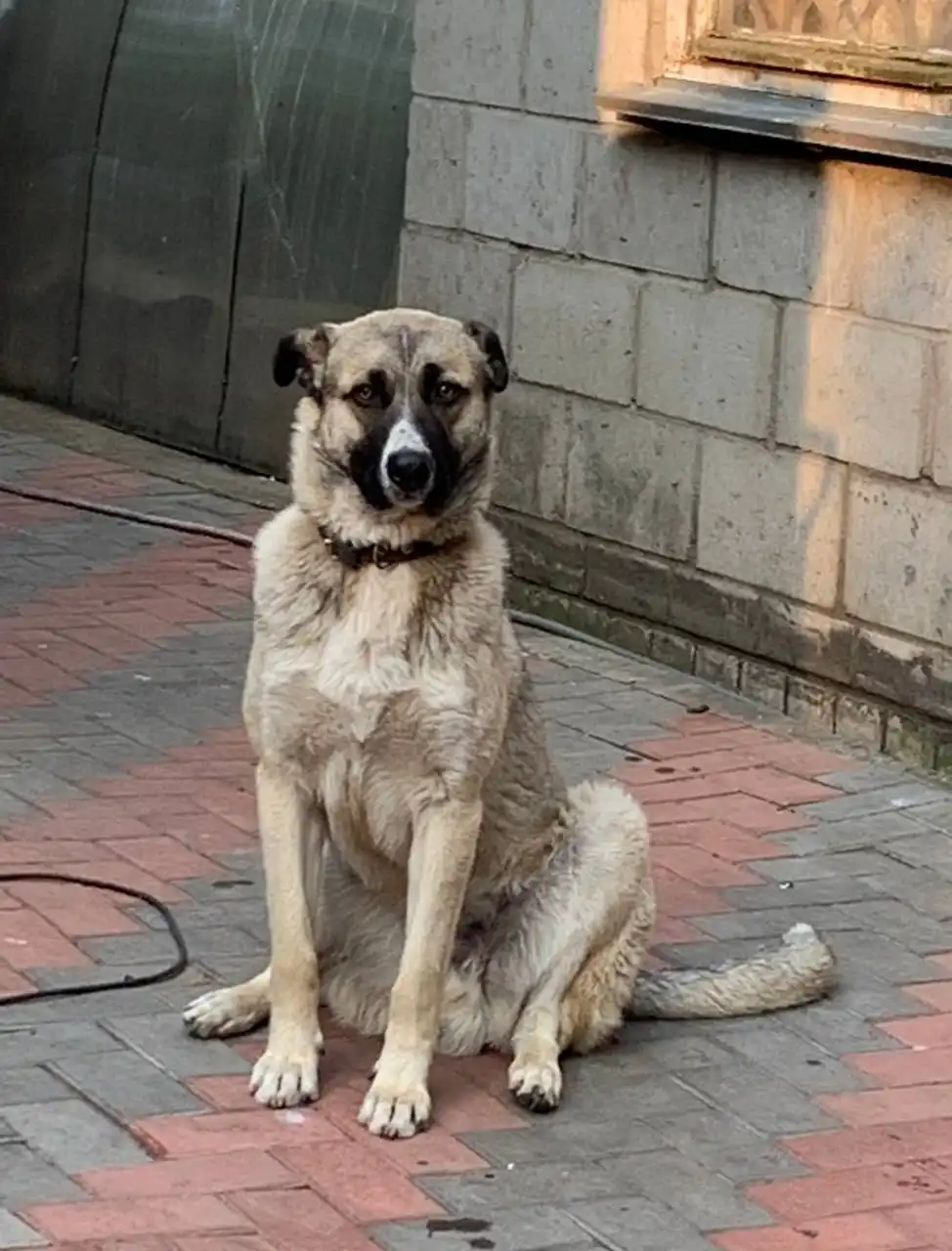 Пропали собаки