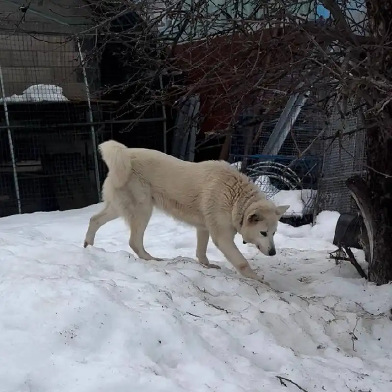 Пропали собаки