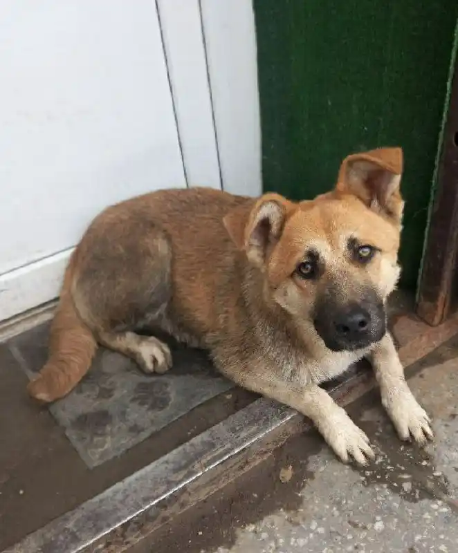 Молодая собака ищет дом - Животные в Саратов