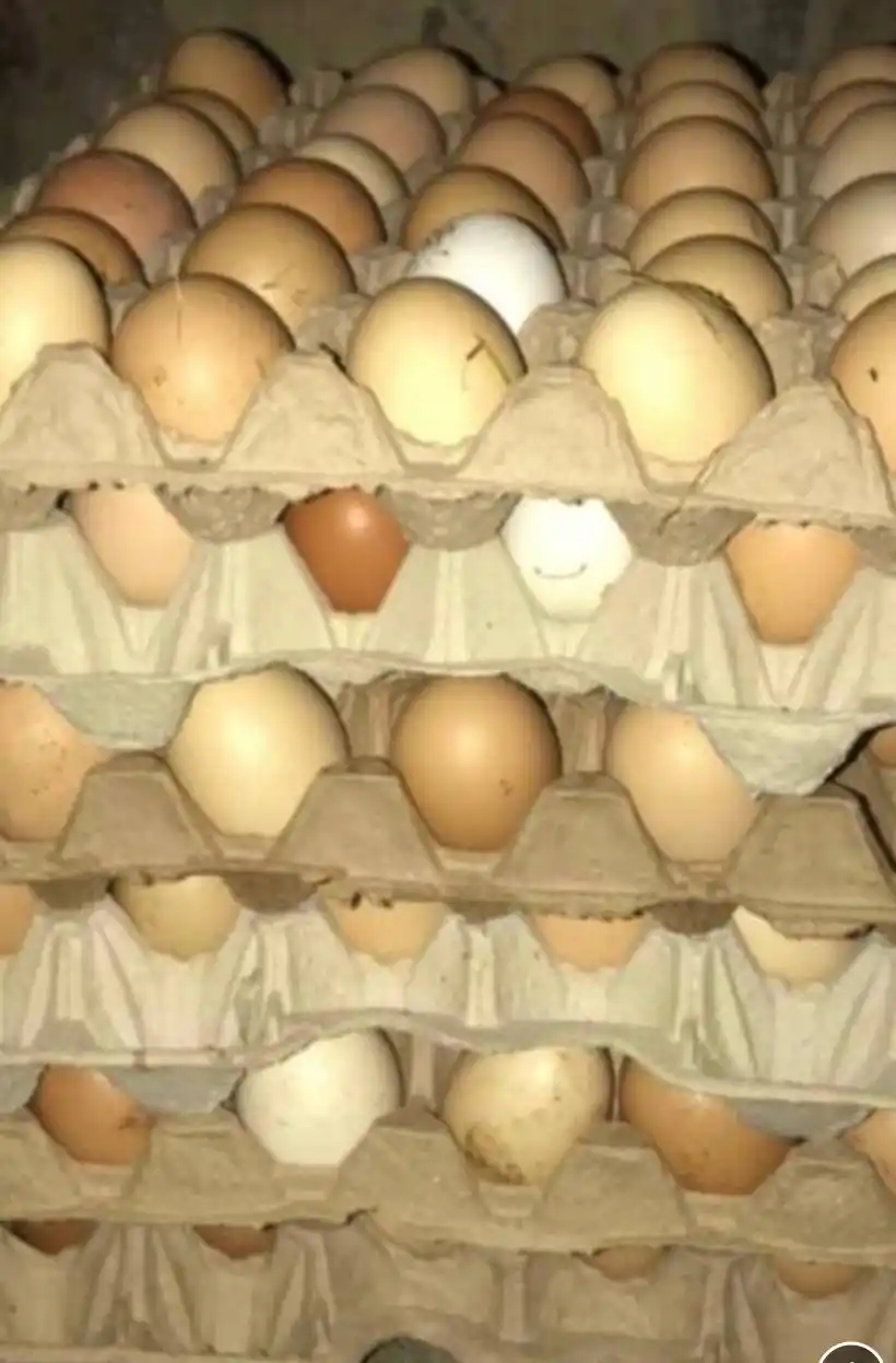 Деревенские яйца - Животные в Саратов