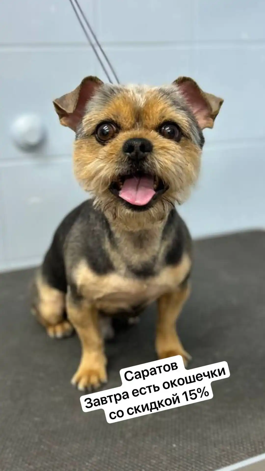 Услуги зоосалона Asya Grooming