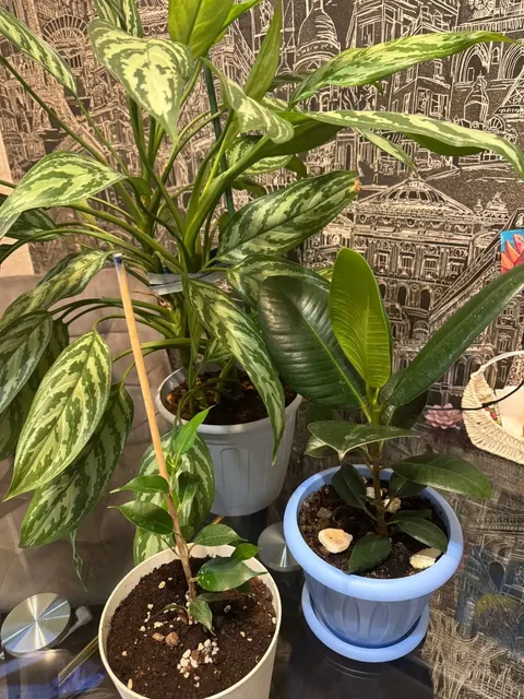 Излишки в новых горшках - Товары для дома и дачи в Саратов