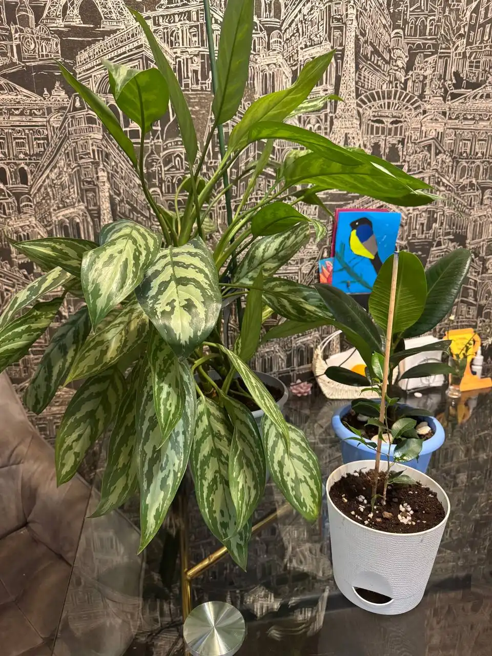 Излишки в новых горшках