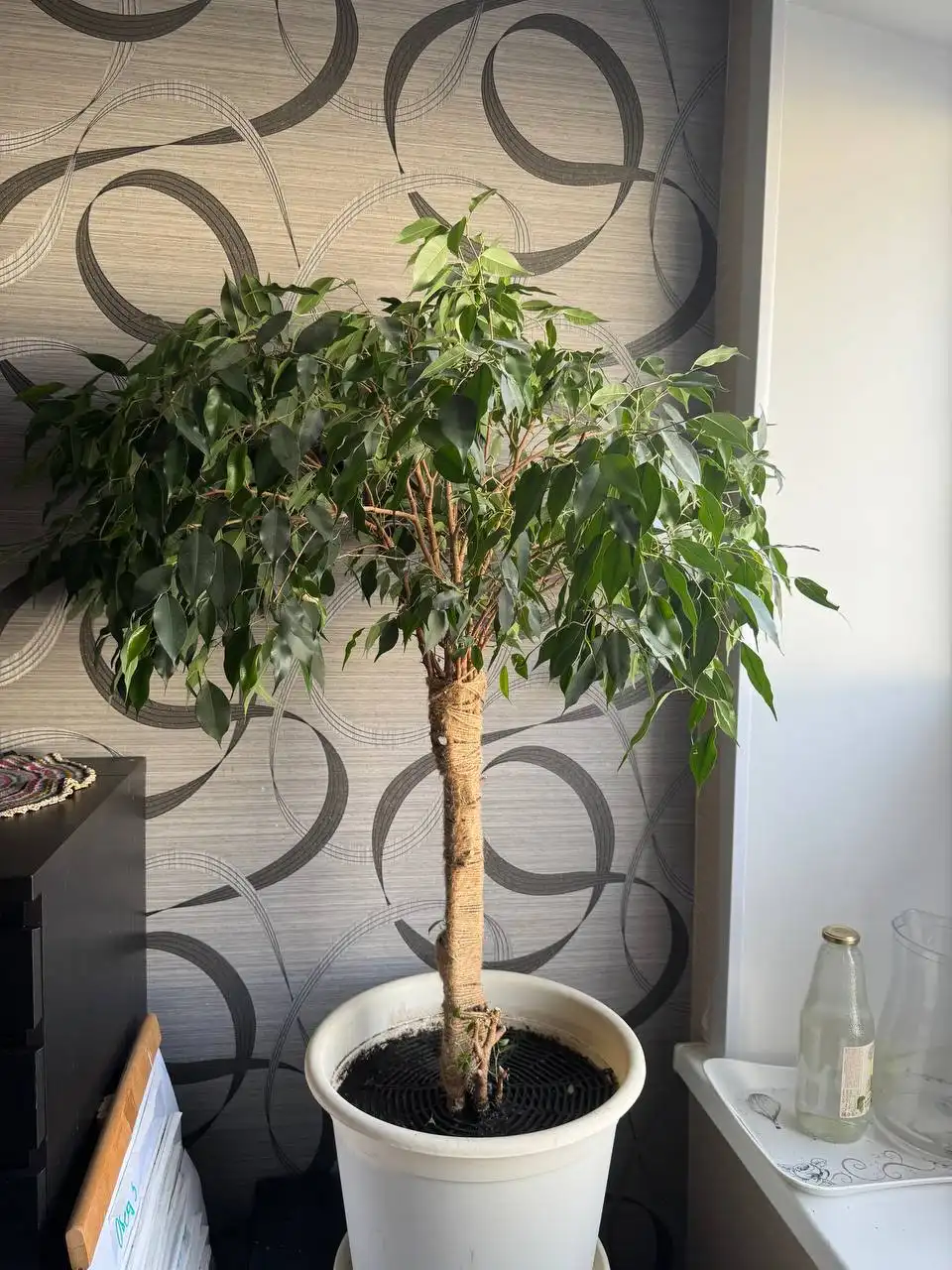 Фикус Бенджамина высотой 120 см с горшком