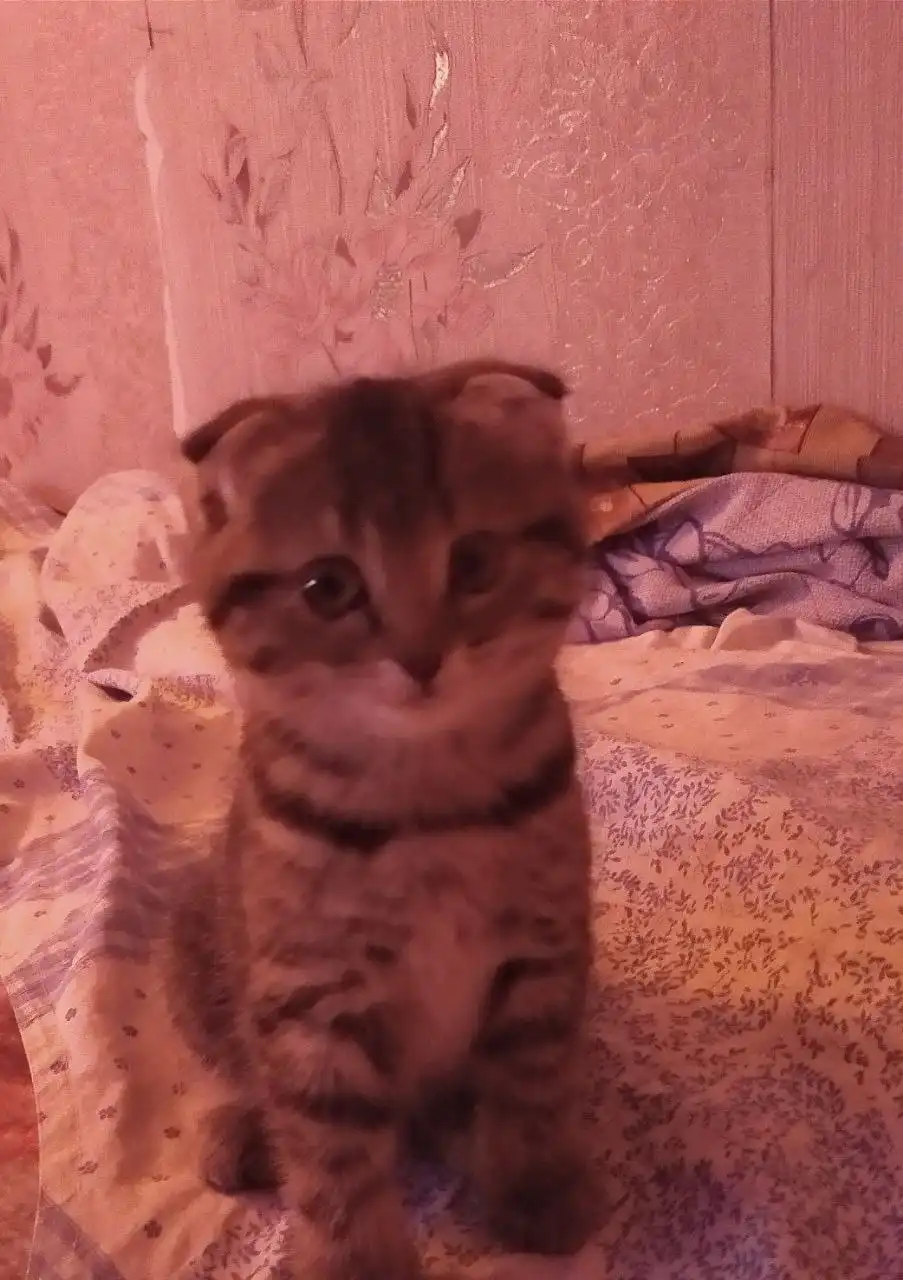 Шотландские вислоухие котята