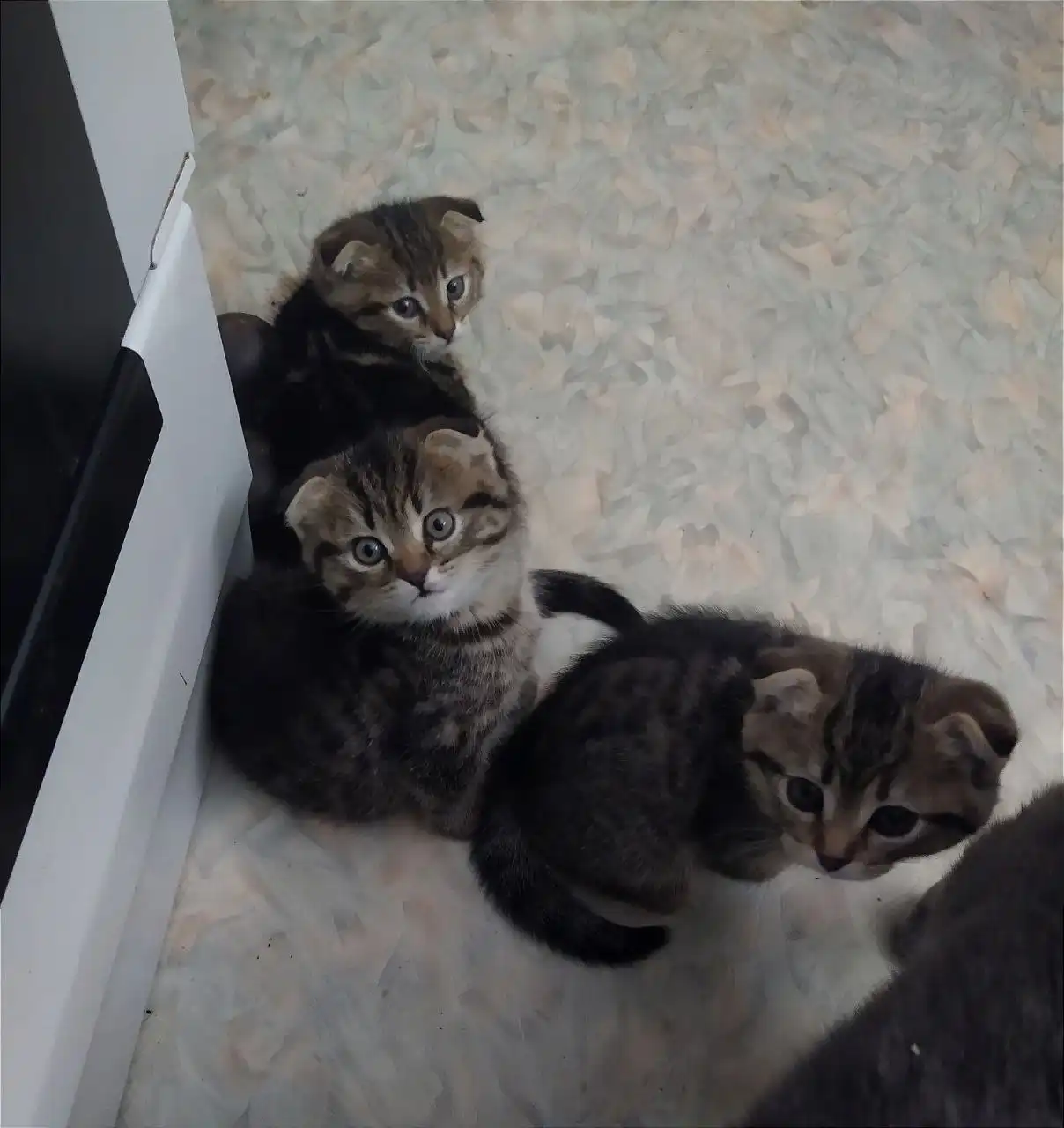 Шотландские вислоухие котята