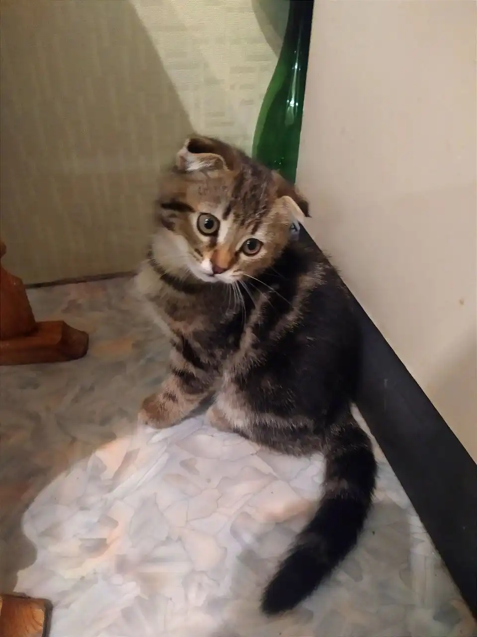 Шотландские вислоухие котята