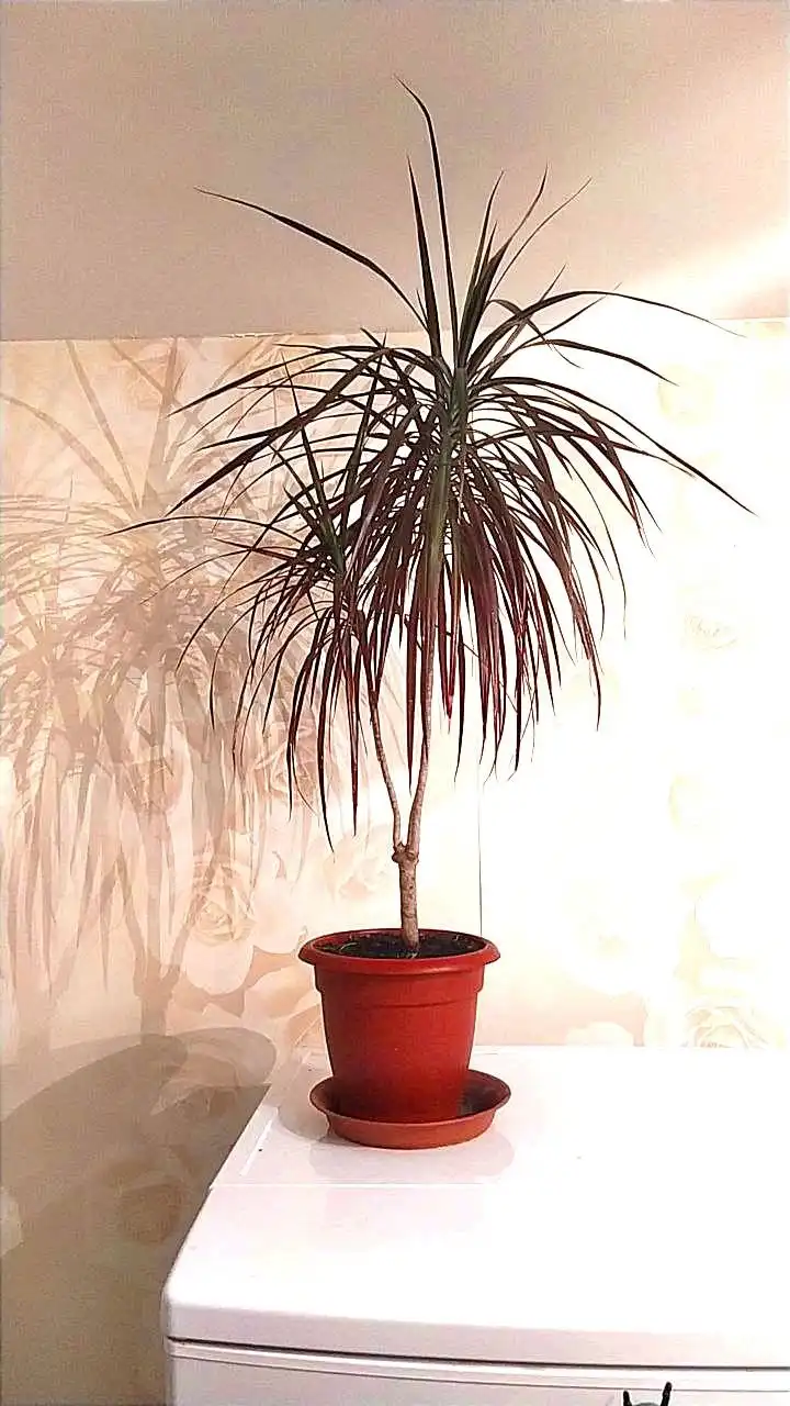 Продам Пос солнечный