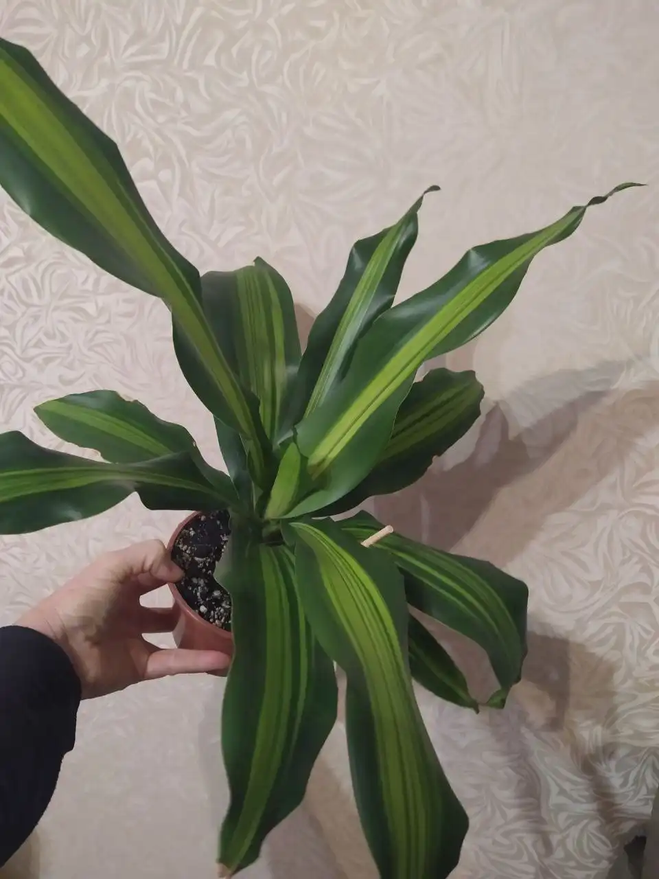 Продам Пос солнечный