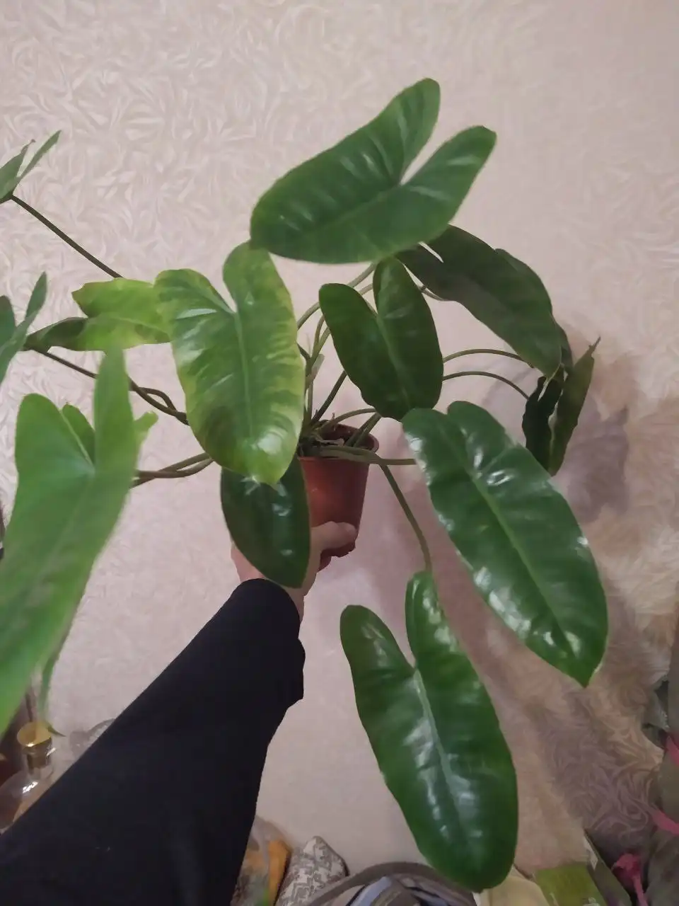 Продам Пос солнечный