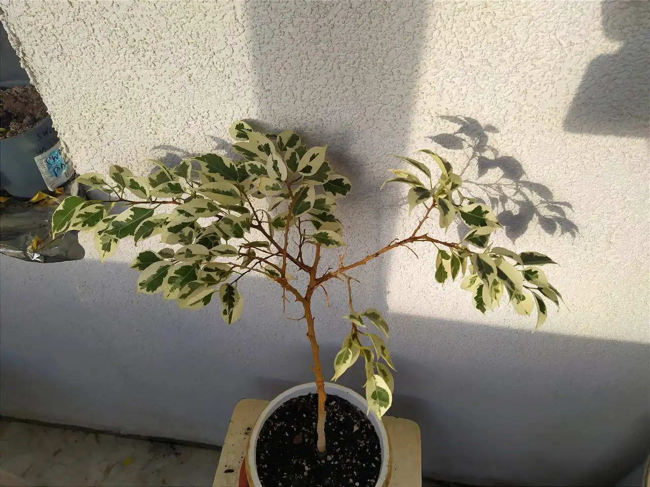 Продам Пос солнечный